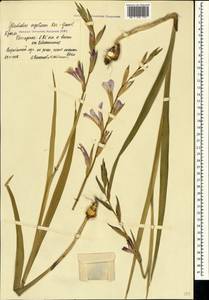 Gladiolus italicus Mill., Crimea (KRYM) (Russia)