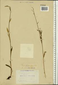 Picris hieracioides L., Eastern Europe, Northern region (E1) (Russia)