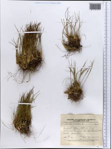 Oreojuncus trifidus (L.) Záv. Drábk. & Kirschner, Siberia, Western Siberia (S1) (Russia)