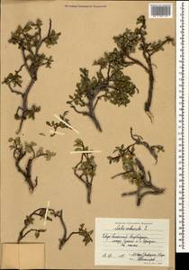 Salix kazbekensis A. Skvorts., Caucasus, Azerbaijan (K6) (Azerbaijan)