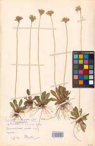 Primula longiscapa Ledeb., Siberia, Altai & Sayany Mountains (S2) (Russia)