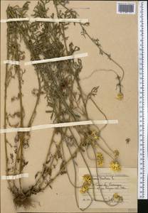 Cota tinctoria subsp. tinctoria, Middle Asia, Western Tian Shan & Karatau (M3) (Uzbekistan)