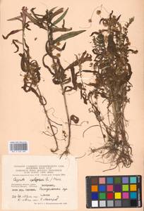 Cuscuta epithymum (L.) L., Eastern Europe, Moscow region (E4a) (Russia)