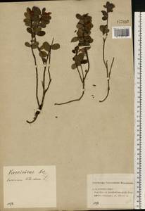 Vaccinium vitis-idaea L., Eastern Europe, Volga-Kama region (E7) (Russia)