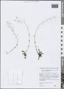 Noccaea cochleariforme (DC.) Á. Löve & D. Löve, Siberia, Baikal & Transbaikal region (S4) (Russia)