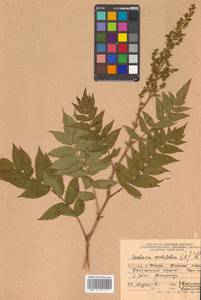 Sorbaria sorbifolia (L.) A. Braun, Siberia, Russian Far East (S6) (Russia)