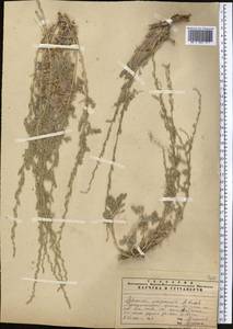 Artemisia ferganensis Krasch. ex Poljakov, Middle Asia, Pamir & Pamiro-Alai (M2) (Uzbekistan)