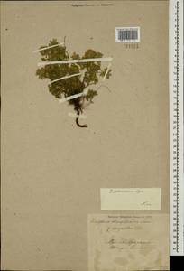 Ziziphora clinopodioides subsp. pseudodasyantha (Rech.f.) Rech.f., Caucasus, Turkish Caucasus (NE Turkey) (K7) (Turkey)