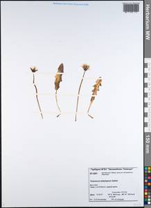 Taraxacum platylepium Dahlst., Siberia, Central Siberia (S3) (Russia)