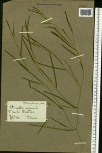 Potamogeton compressus L., Eastern Europe, Central forest-and-steppe region (E6) (Russia)