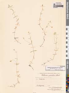 Stellaria kolymensis A.P.Khokhr., Siberia, Chukotka & Kamchatka (S7) (Russia)