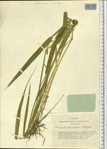 Phalaris arundinacea L., Siberia, Altai & Sayany Mountains (S2) (Russia)