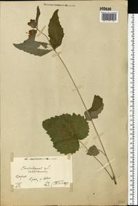 Campanula trachelium L., Eastern Europe, North Ukrainian region (E11) (Ukraine)