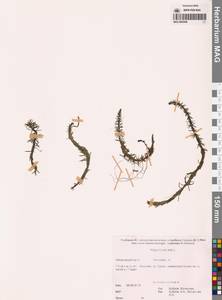 Hippuris vulgaris L., Siberia, Russian Far East (S6) (Russia)