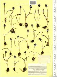 Muscari coeruleum Losinsk., Caucasus, Stavropol Krai, Karachay-Cherkessia & Kabardino-Balkaria (K1b) (Russia)