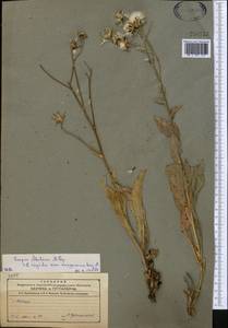 Crepis darvazica Krasch., Middle Asia, Northern & Central Tian Shan (M4) (Kazakhstan)