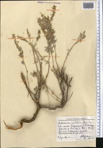 Artemisia rutifolia Steph. ex Spreng., Middle Asia, Pamir & Pamiro-Alai (M2) (Kyrgyzstan)