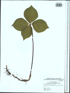 Paris quadrifolia L., Eastern Europe, Central region (E4) (Russia)