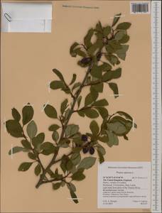 Prunus spinosa L., Western Europe (EUR) (United Kingdom)