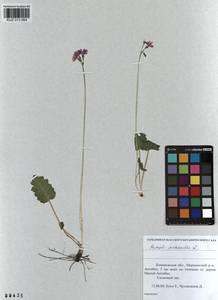 Primula cortusoides L., Siberia, Altai & Sayany Mountains (S2) (Russia)