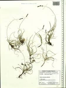 Carex amgunensis F.Schmidt, Siberia, Central Siberia (S3) (Russia)