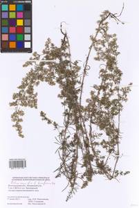 Galium verum × humifusum, Eastern Europe, Lower Volga region (E9) (Russia)
