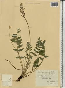 Oxytropis spicata (Pall.) O.Fedtsch. & B.Fedtsch., Eastern Europe, Lower Volga region (E9) (Russia)