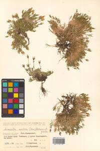 Cherleria arctica (Steven ex Ser.) A. J. Moore & Dillenb., Siberia, Chukotka & Kamchatka (S7) (Russia)