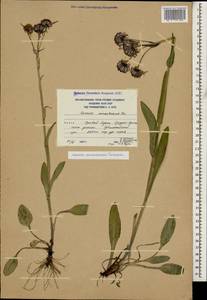 Tephroseris integrifolia subsp. caucasigena (Schischk.) Greuter, Caucasus, South Ossetia (K4b) (South Ossetia)