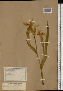 Iris pseudacorus L., Eastern Europe, North Ukrainian region (E11) (Ukraine)