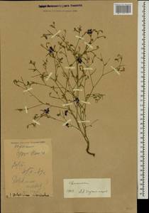 Delphinium consolida subsp. divaricatum (Ledeb.) A. Nyár., Caucasus, Dagestan (K2) (Russia)
