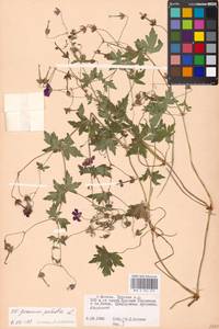 Geranium palustre L., Eastern Europe, Moscow region (E4a) (Russia)