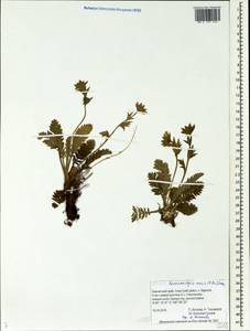 Geum rossii (R. Br.) Ser., Siberia, Chukotka & Kamchatka (S7) (Russia)