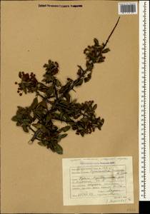 Pyracantha coccinea M. Roem., Crimea (KRYM) (Russia)