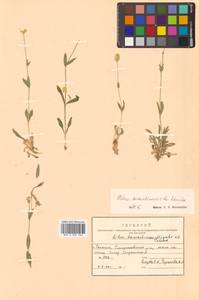 Silene sachalinensis F. Schmidt, Siberia, Russian Far East (S6) (Russia)