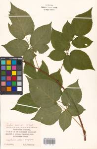 Rubus nessensis Hall, Eastern Europe, Moscow region (E4a) (Russia)