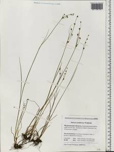 Juncus alpinoarticulatus subsp. rariflorus (Hartm.) Holub, Eastern Europe, Northern region (E1) (Russia)