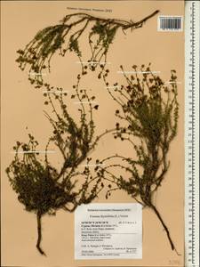 Fumana thymifolia, South Asia, South Asia (Asia outside ex-Soviet states and Mongolia) (ASIA) (Cyprus)