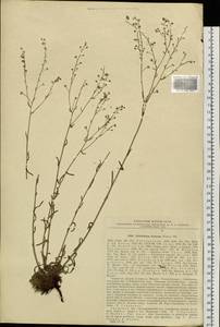 Eritrichium incanum (Turcz.) A. DC., Siberia, Russian Far East (S6) (Russia)
