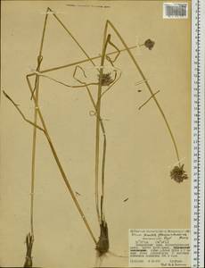 Allium maximowiczii Regel, Siberia, Russian Far East (S6) (Russia)