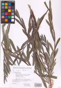 Salix caspica Pall., Eastern Europe, Central forest-and-steppe region (E6) (Russia)