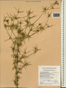 Eryngium glomeratum Lam., South Asia, South Asia (Asia outside ex-Soviet states and Mongolia) (ASIA) (Cyprus)