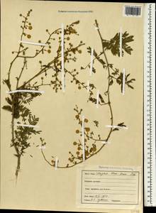 Acacia, South Asia, South Asia (Asia outside ex-Soviet states and Mongolia) (ASIA) (India)