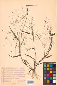 Panicum bisulcatum Thunb., Siberia, Russian Far East (S6) (Russia)