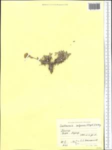 Smelowskia calycina (Stephan) C.A. Mey., Middle Asia, Pamir & Pamiro-Alai (M2) (Tajikistan)