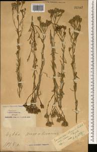 Saussurea elegans Ledeb., South Asia, South Asia (Asia outside ex-Soviet states and Mongolia) (ASIA) (China)