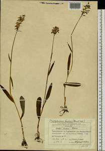Dactylorhiza maculata subsp. fuchsii (Druce) Hyl., Siberia, Central Siberia (S3) (Russia)