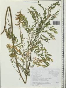 Astragalus falcatus Lam., Eastern Europe, Central region (E4) (Russia)