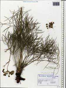 Peucedanum longifolium Waldst. & Kit., Caucasus, Georgia (K4) (Georgia)
