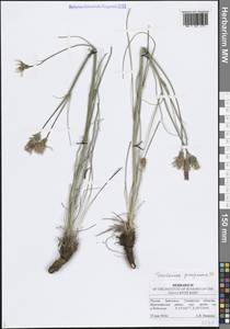 Scorzonera purpurea L., Eastern Europe, Middle Volga region (E8) (Russia)